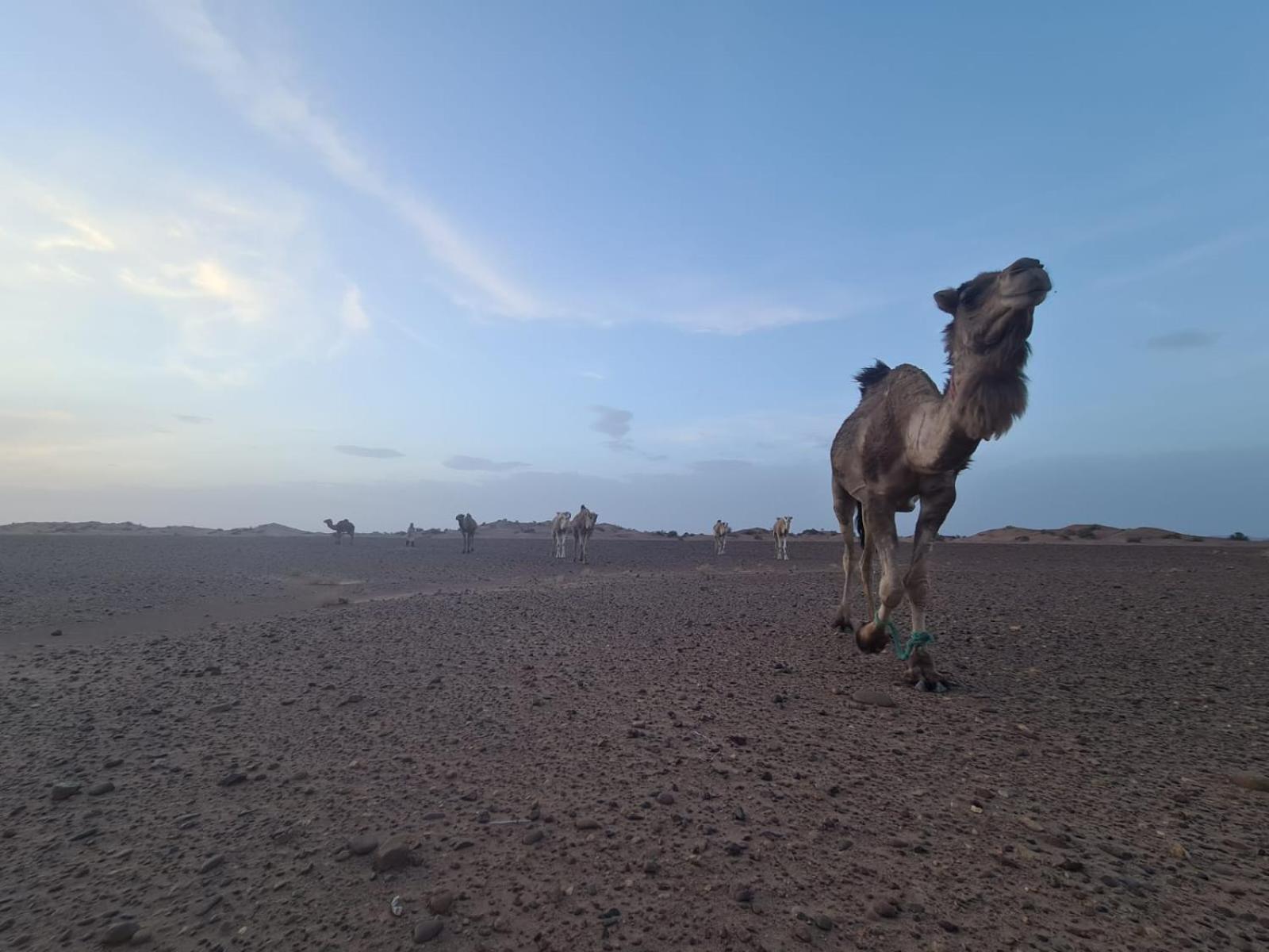 Отель Dar Sidi Bounou Мхамид Экстерьер фото